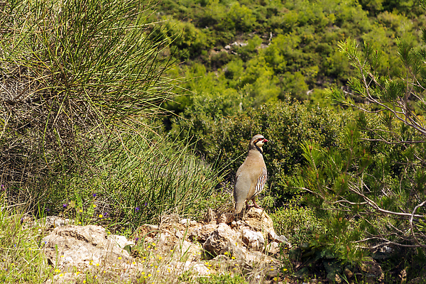 포토 JPG 해외이미지 나무 동물 유럽 야생동물 날개 자연 조류 산 서기 풍경 사람없음 야외 초록색 컬러풀 뷰티 갈색 환경 맑음 시골 보호 지중해 그리스 깃털 부리 암초 서식지 그리스인 내추럴 동물상 무료 생태학 해외202310 해외포토 서양인 식물 교육 나라 바다 컬러 컨셉 모션 날씨 조형물 생태계 파일형식