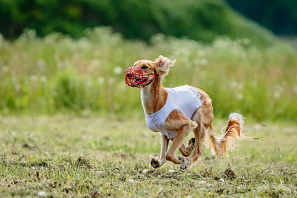 포토 JPG 해외이미지 동물 공원 행복 스포츠 셔츠 밭 포유류 모션 자연 놀이 건강 사람없음 야외 초록색 달리기 햇빛 뷰티 우주 정원 맑음 점프 검은색 경쟁 에너지 레이싱 잡기 개 유혹 강의 테리어 속도 호기심 사냥 사냥개 섬광 순간 순혈 해외202310 해외포토 공공시설 감정 컬러 컨셉 상의 농업 날씨 시합 태양 생태계 파일형식