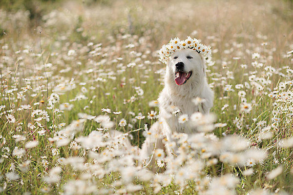 포토 JPG 해외이미지 꽃 행복 놀이 사람없음 야외 화관 산책 개 해외202310 해외포토 식물 감정 포유류 휴식 파일형식