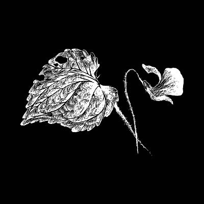 EPS 해외이미지 식물 꽃 선 백그라운드 잎 꽃무늬 일러스트 자연 벽지 잉크 선물 미술 그래픽 장식 여름 펜 정원 침묵 봄 수확 벚꽃 그리기 스케치 제비꽃 심볼 그림 원예 윤곽 손그림 판화 부화 내추럴 그런지 비올라 프리뮬러 핸드메이드 벡터 피튜니아 해외202310 해외일러스트 계절 무늬 농업 모션 문화예술 취미 필기구 소리 생태계 파일형식 찰현악기