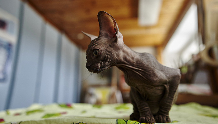 포토 JPG 해외이미지 동물 행복 어린이 백그라운드 겨울 포유류 놀이 휴식 주택 실내 따뜻함 건강 사람없음 반려동물 장난감 귀여움 고양이 회색 추위 가을 아기 작음 부드러움 대머리 기르기 돌봄 동반자 순혈 해외202310 해외포토 헤어스타일 계절 감정 컬러 컨셉 모션 사람 내부 건물 감각 크기 파일형식