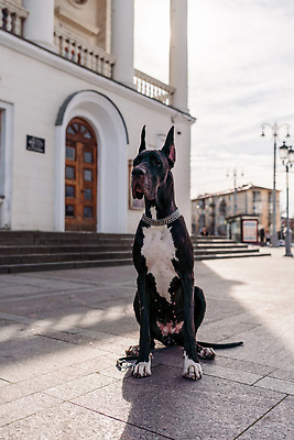 포토 JPG 해외이미지 한마리 건축물 반려견 거리 앉기 사람없음 야외 기다림 대형견 그레이트덴 해외포토 1 건축 모션 반려동물 개 파일형식
