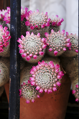 포토 JPG 해외이미지 식물 기념일 꽃 분홍색 백그라운드 꽃무늬 창문 자연 멕시코 선인장 선물 풍경 사람없음 야외 장식 초록색 여름 컬러풀 뷰티 정원 봄 사막 성장 벚꽃 원형 개화 가시 자주색 날카로움 애리조나 스파이크 후광 내추럴 다육식물 해외202310 해외포토 도형 계절 컬러 북아메리카 무늬 이벤트 빛 미국 생태계 파일형식