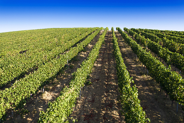 포토 JPG 해외이미지 식물 선 백그라운드 밭 과일 포도 풍경 사람없음 초록색 여름 농가 농장 수확 시골 포도밭 해외202310 해외포토 계절 컬러 농업 파일형식