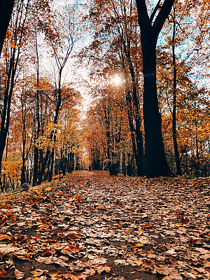 포토 JPG 해외이미지 나무 식물 계절 공원 길 컬러 백그라운드 단풍 잎 벤치 오렌지 자연 사람없음 야외 목재 빨간색 빛 컬러풀 햇빛 태양 뷰티 노란색 환경 맑음 활발 나뭇가지 황금 숲 장면 10월 내추럴 방법 해외202310 해외포토 자연요소 공공시설 컨셉 의자 과일 재료 날씨 날짜 생태계 파일형식