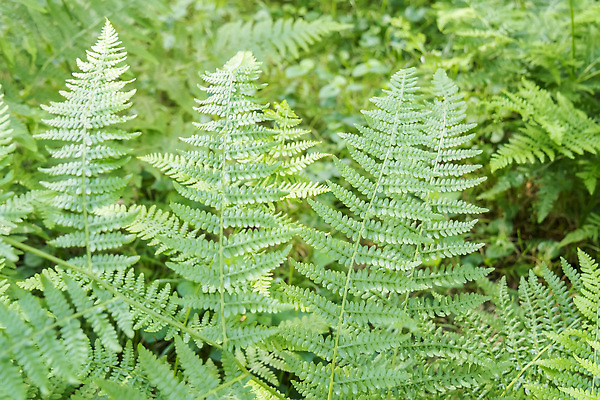 포토 JPG 해외이미지 식물 공원 줄기 백그라운드 낙엽 잎 꽃무늬 패턴 자연 사람없음 야외 초록색 여름 뷰티 환경 정원 성장 나뭇가지 신선 닫기 소프트포커스 숲 열대우림 묘사 유기농 질감 내추럴 생태학 양치류 이국적 취급주의 해외202310 해외포토 나무 웰빙 계절 공공시설 교육 꽃 컬러 무늬 모션 촬영기법 경고 생태계 파일형식