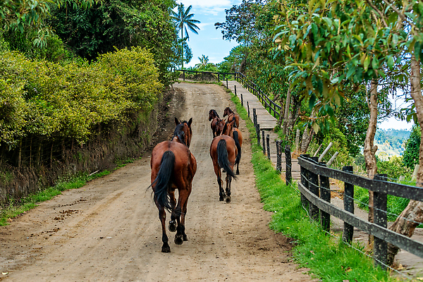 포토 JPG 해외이미지 동물 남자 감정 야생동물 모래 컬러 밭 포유류 모션 자연 사람없음 야외 초록색 달리기 뷰티 농장 갈색 힘 회색 사막 자유 만 그룹 승마 군중 속도 먼지 갈기 고립 달리기선수 땅바닥 무료 해외202310 해외포토 스포츠 컨셉 농업 바닥 사람 생태계 육상선수 파일형식