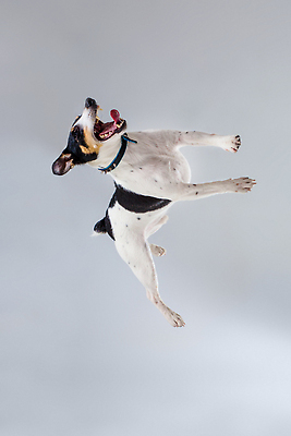 포토 JPG 해외이미지 동물 응시 백그라운드 포유류 실내 사람없음 빨간색 반려동물 뷰티 갈색 카메라 점프 회색 흰색 개 매끈함 테리어 사냥 여우 철사 송곳니 고립 기르기 옛날 유래 특별함 순종 순혈 해외202310 해외포토 시선 컬러 컨셉 모션 내부 전자제품 감각 치아 왕 돌봄 파일형식