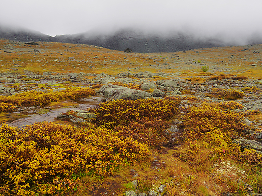 포토 JPG 해외이미지 나무 계절 호수 여행 백그라운드 잎 오렌지 자연 하늘 산 사람없음 야외 초록색 물 파란색 강 컬러풀 뷰티 반사 노란색 환경 계곡 트래킹 하이킹 숲 9월 북극 러시아 북쪽 자작나무 러시아인 절정 해외202310 해외포토 자연요소 서양인 식물 유럽 컬러 과일 레저 날짜 극지방 방향 생태계 파일형식