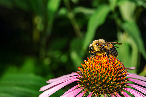 포토 JPG 해외이미지 식물 꽃잎 꽃 야생동물 곤충 백그라운드 자연 사람없음 초록색 뷰티 노란색 환경 정원 봄 벚꽃 수분 수집 바쁨 꽃가루 꿀 호박벌 해외202310 해외포토 동물 계절 컬러 벌_곤충 가루 생태계 파일형식