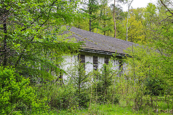 포토 JPG 해외이미지 나무 식물 공원 유럽 여행 잎 건축양식 창문 자연 지붕 주택 독일 파노라마 풍경 사람없음 야외 건물 목재 초록색 빛 침묵 손상 숲 위험 큼 버리기 내추럴 깨짐 옛날 파멸 비어있는 해외202310 해외포토 건축물 공공시설 건축 나라 컬러 컨셉 재료 모션 촬영기법 소리 크기 생태계 파일형식 소멸