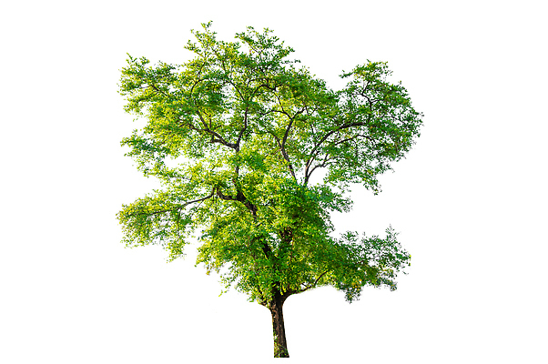 포토 JPG 해외이미지 나무 사람없음 성장 흰색 편집소스 해외202310 해외포토 식물 컬러 파일형식