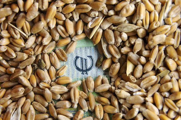 포토 JPG 해외이미지 유럽 음식 빵 백그라운드 지폐 돈 밭 농업 건조 건강 씨앗 사람없음 금융 경제 농작물 노란색 판매 식사 카트 유로 수확 시장 재산 닫기 농부 낟알 가격 시리얼 밀 유기농 밀가루 섬유 승진 계산서 매각 수입 위기 채식주의자 호밀 비용 해외202310 해외포토 식물 직업 웰빙 나라 산업 컬러 모션 곡류 직물 가루 채식 파일형식