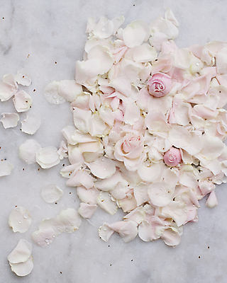 포토 JPG 해외이미지 꽃잎 백그라운드 자연 사람없음 장미 해외202310 해외포토 꽃 생태계 파일형식