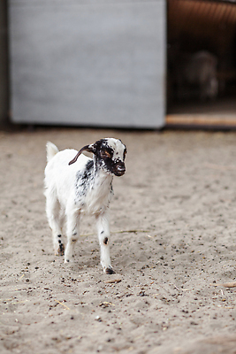 포토 JPG 해외이미지 동물 응시 행복 얼굴 어린이 음식 백그라운드 밭 농업 포유류 자연 염소 털 뿔 사람없음 야외 초록색 반려동물 뷰티 농장 머리 귀여움 마을 가축 봄 흰색 시골 아기 그룹 소 작음 외양간 미니 밭일 해외202310 해외포토 시선 계절 감정 산업 컬러 컨셉 사람 신체부위 크기 생태계 파일형식