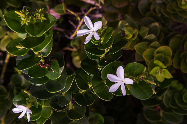 포토 JPG 해외이미지 식물 꽃잎 꽃 백그라운드 잎 꽃무늬 패턴 자연 벽지 사람없음 야외 장식 초록색 뷰티 환경 정원 봄 성장 벚꽃 흰색 나뭇가지 신선 개화 허브 관목 유기농 원예 질감 상록수 자두 내추럴 생태학 해외202310 해외포토 나무 웰빙 계절 교육 컬러 무늬 과일 취미 생태계 파일형식