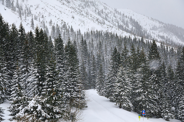 포토 JPG 해외이미지 나무 유럽 길 여행 겨울 자연 산 사람없음 야외 빛 환경 추위 흰색 소나무 숲 서리 폴란드 슬로바키아 절정 해외202310 해외포토 식물 계절 나라 컬러 생태계 파일형식