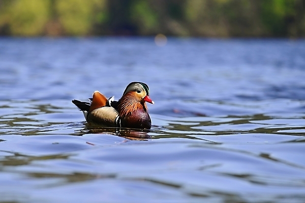 포토 JPG 해외이미지 동물 커플 공원 남자 아시아 호수 야생동물 컬러 오렌지 자연 조류 오리 동양인 사람없음 야외 빨간색 초록색 물 파란색 강 컬러풀 뷰티 반사 거울 흰색 연못 쌍 깃털 부리 물새 청둥오리 동물상 해외202310 해외포토 자연요소 공공시설 나라 과일 관계 사람 인종 조형물 생태계 파일형식
