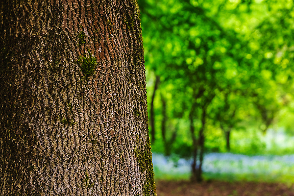 포토 JPG 해외이미지 나무 식물 계절 공원 꽃 컬러 백그라운드 잎 꽃무늬 자연 사람 사람없음 야외 장식 초록색 뷰티 노란색 정원 봄 놀이방 성장 벚꽃 업무 개화 배열 원예 식물원 조경 내추럴 벨로루시 심기 온실 해외202310 해외포토 공공시설 무늬 모션 취미 작업 생태계 파일형식