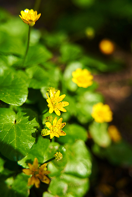 포토 JPG 해외이미지 식물 계절 공원 꽃잎 꽃 컬러 백그라운드 잎 꽃무늬 밭 자연 사람없음 야외 초록색 컬러풀 햇빛 노란색 정원 맑음 봄 들꽃 벚꽃 개화 숲 작음 허브 질감 화단 내추럴 영원 해외202310 해외포토 공공시설 무늬 농업 날씨 태양 크기 생태계 파일형식