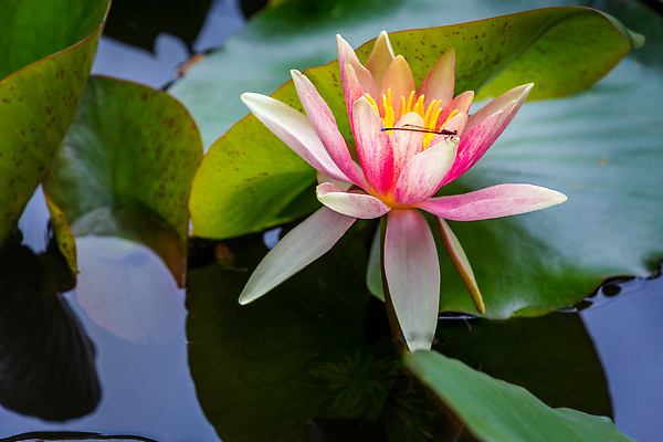 포토 식물 동물 꽃 유럽 종교 뷰포인트 컬러 곤충 컨셉 가루 생태계 파일형식 해외202310 사람없음 JPG 해외이미지 연못 정원 초록색 개화 옆모습 프랑스 파리(프랑스) 1 꽃가루 아욱 자연 평화 신선 분홍색 노란색 흰색 수련 백그라운드 백합 뷰티 가로 불교 꽃잎 연꽃 선 습지 잠자리 해외포토 파리