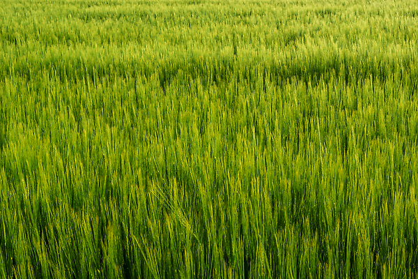 포토 JPG 해외이미지 식물 계절 산업 음식 빵 줄기 컬러 백그라운드 패턴 밭 농업 자연 옥수수 씨앗 사람없음 야외 초록색 여름 농작물 컬러풀 농장 농경지 봄 수확 성장 시골 신선 낟알 땅 시리얼 밀 질감 보리 귀 스파이크 내추럴 밭일 세련 해외202310 해외포토 무늬 곡류 신체부위 생태계 파일형식