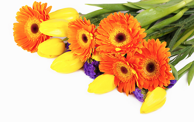 포토 JPG 해외이미지 모양 식물 전통 꽃잎 꽃 분홍색 컬러 꽃다발 백그라운드 잎 꽃무늬 휴가 부활절 발렌타인데이 선물 사람없음 장식 초록색 컬러풀 뷰티 장미 보라색 놀람 봄 튤립 벚꽃 흰색 축하 원형 생일 다발 심볼 거베라 히아신스 해외202310 해외포토 도형 계절 기념일 감정 컨셉 무늬 데이이벤트 표정 파일형식