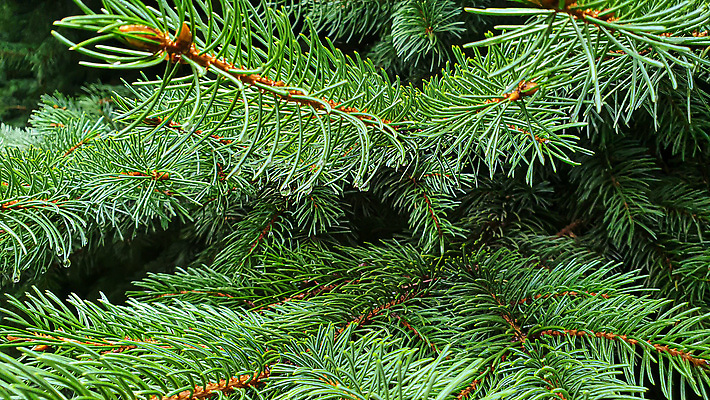 포토 JPG 해외이미지 나무 식물 꽃 백그라운드 잎 곡선 자연 탁자 표면 추상 새로움 그림자 서기 사람없음 빛 울타리 갈색 정원 어둠 골동품 광선 물방울 나뭇가지 시골 신선 판넬 바늘 매끈함 이슬 자르기 지루함 질감 지역 모종 옛날 프로젝트 가문비나무 해외202310 해외포토 감정 선 컬러 가구 컨셉 무늬 모션 담장 도구 감각 생태계 파일형식