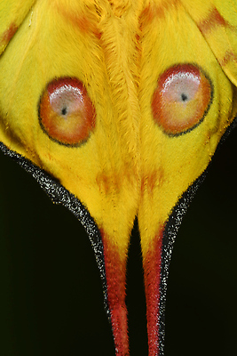 포토 JPG 해외이미지 나비 곤충 자연 사람없음 세계 뷰티 노란색 달 점 숲 큼 실크 묘사 꼬리 나방 마다가스카르 혜성 해외202310 해외포토 자연요소 동물 별 컬러 직물 크기 생태계 파일형식