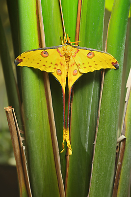 포토 JPG 해외이미지 나비 곤충 자연 사람없음 세계 뷰티 노란색 달 점 숲 큼 실크 묘사 꼬리 나방 마다가스카르 혜성 해외202310 해외포토 자연요소 동물 별 컬러 직물 크기 생태계 파일형식