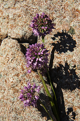 포토 JPG 해외이미지 식물 계절 꽃 분홍색 자연 사람없음 야외 여름 뷰티 정원 보라색 봄 벚꽃 개화 벌 허브 제비꽃 라벤더 해외202310 해외포토 컬러 곤충 생태계 파일형식