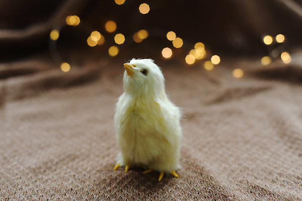 포토 JPG 해외이미지 전통 디자인 배너 계절 행복 포스터 야생동물 컨셉 농업 조류 휴가 부활절 생물 병아리 사람없음 장식 컬러풀 농장 노란색 귀여움 마을 축제 치킨 봄 시골 축하 아기 신용카드 4월 심볼 깃털 유기농 부드러움 솜털 돌봄 밭일 암탉 해외202310 해외포토 동물 웰빙 기념일 감정 산업 컬러 모션 사람 금융 닭 감각 날짜 암컷 닭고기요리 파일형식