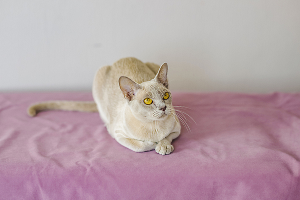 포토 JPG 해외이미지 엎드리기 사람없음 귀여움 고양이 베이지색 해외202310 해외포토 컬러 컨셉 포유류 모션 반려동물 파일형식