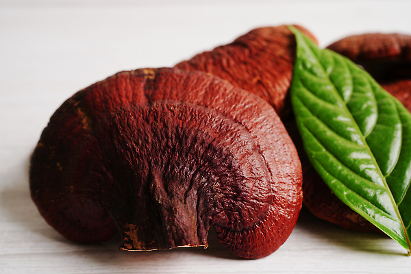 포토 JPG 해외이미지 잎 건강 사람없음 약초 영지버섯 해외202310 해외포토 식물 버섯 풀_식물 파일형식