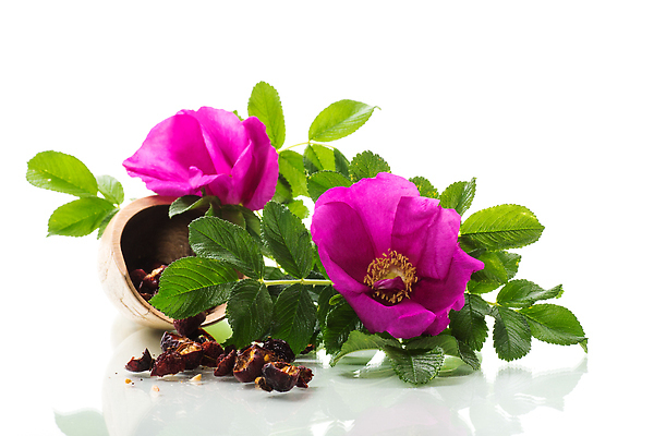 포토 JPG 해외이미지 식물 디자인 열매 꽃잎 꽃 음식 분홍색 컬러 백그라운드 잎 겨울 꽃무늬 과일 자연 추상 발렌타인데이 사람없음 장식 빨간색 여름 뷰티 약 장미 봄 벚꽃 흰색 신선 개화 개 차 엉덩이 다발 허브 심볼 오브젝트 싱글 아로마 내추럴 고립 해외202310 해외포토 계절 음료 무늬 포유류 의학 데이이벤트 신체부위 생태계 파일형식