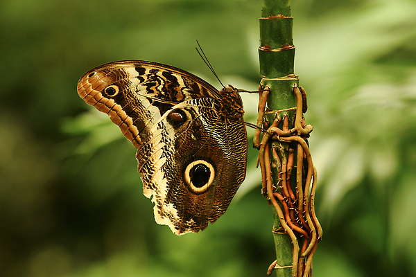 포토 JPG 해외이미지 식물 동물 꽃 야생동물 컬러 여행 나비 곤충 날개 자연 사람없음 옆모습 초록색 여름 파란색 컬러풀 뷰티 정원 검은색 미국 닫기 벌레 묘사 그림 생물학 뿌리 해외202310 해외포토 계절 교육 뷰포인트 북아메리카 모션 생태계 파일형식