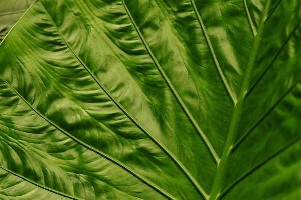 포토 JPG 해외이미지 식물 컬러 백그라운드 잎 패턴 자연 벽지 추상 새로움 세포 건강 사람없음 장식 초록색 여름 빛 환경 정원 봄 성장 신선 떨어짐 매끈함 큼 빗방울 묘사 생태계 질감 안심 기하학 시트 정맥 내추럴 평행 스타일 그리너리 해외202310 해외포토 계절 컨셉 무늬 육류 감각 비_날씨 크기 혈관 파일형식 트랜드컬러