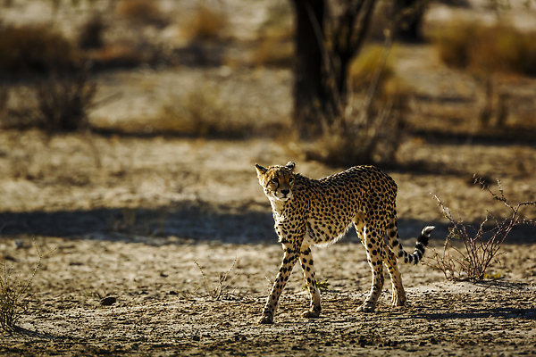 포토 JPG 해외이미지 동물 야생동물 포유류 아프리카 자연 국립공원 사람없음 야외 옆모습 가로 관광지 걷기 사막 황무지 보호 사파리 서식지 치타 나미비아 남아프리카 보츠와나 보호구역 칼라하리 건조기후 해외202310 해외포토 공원 나라 뷰포인트 여행 컨셉 모션 생태계 구역 파일형식