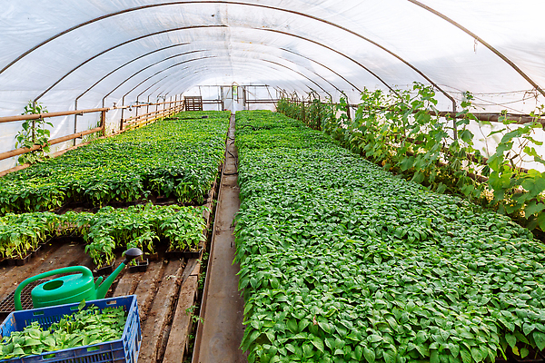 포토 JPG 해외이미지 식물 음식 잎 농업 채소 고추 파프리카 건강 씨앗 사람없음 초록색 농장 새싹 정원 농사 흙 봄 성장 신선 냄비 작음 플라스틱 허브 원예 후추 땅바닥 모종 묘목 온실 해외202310 해외포토 나무 계절 산업 컬러 재질 바닥 취미 솥 크기 향신료 파일형식