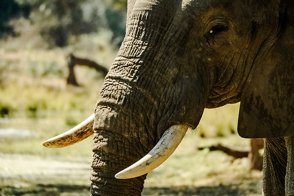 포토 JPG 해외이미지 동물 공원 얼굴 야생동물 새끼 여행 포유류 가족 아프리카 자연 코끼리 사람없음 물 걷기 마시기 아기 황무지 군중 큼 사파리 황소 꼬리 귀 먼지 상아 케냐 남쪽 나미비아 남아프리카 보츠와나 잠비아 전국 탄자니아 크루거 해외202310 해외포토 자연요소 공공시설 나라 관계 모션 사람 신체부위 소 크기 방향 생태계 남아프리카공화국 파일형식
