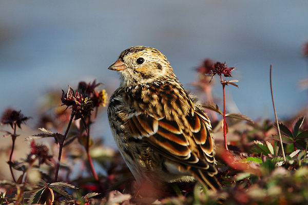 포토 JPG 해외이미지 식물 동물 1 꽃 야생동물 캐나다 자연 조류 서기 사람없음 야외 컬러풀 갈색 노란색 작음 땅 북극 깃털 부리 북쪽 철새 계산서 동물상 해외202310 해외포토 컬러 북아메리카 모션 조형물 크기 극지방 방향 생태계 파일형식