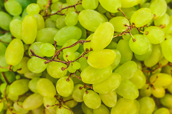 포토 JPG 해외이미지 식물 계절 열매 음식 컬러 백그라운드 잎 농업 다이어트 과일 재료 자연 포도 디저트 건강 사람없음 빨간색 초록색 농작물 와인 주스 수확 흰색 나뭇가지 신선 그룹 시장 달콤 맛 다발 유기농 날것 포도밭 포도나무 내추럴 고립 숙성 양조장 채식주의자 맛있는 해외202310 해외포토 나무 웰빙 산업 음료 컨셉 밭 주류 과일나무 생태계 채식 파일형식