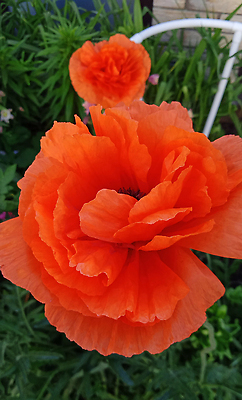 포토 JPG 해외이미지 식물 꽃잎 꽃 컬러 백그라운드 잎 꽃무늬 밭 자연 미술 사람없음 야외 빨간색 초록색 컬러풀 태양 뷰티 장미 머리 정원 침묵 봄 활발 벚꽃 신선 개화 땅 싱글 심플 양귀비 해외202310 해외포토 자연요소 계절 컨셉 무늬 농업 문화예술 신체부위 소리 생태계 파일형식