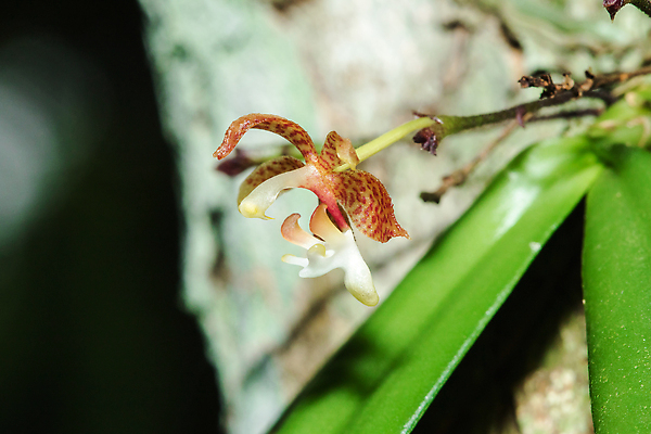 포토 JPG 해외이미지 나무 식물 꽃잎 꽃 분홍색 컬러 꽃다발 백그라운드 잎 꽃무늬 패턴 농업 자연 벽지 선물 사람 사람없음 야외 장식 초록색 여름 컬러풀 뷰티 노란색 우주 정원 보라색 봄 벚꽃 흰색 나뭇가지 신선 개화 난초 작음 원예 브런치 꽃가루 꽃수술 해외202310 해외포토 계절 산업 무늬 취미 식사 크기 가루 생태계 파일형식