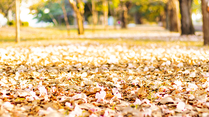 포토 JPG 해외이미지 나무 식물 계절 공원 꽃잎 꽃 분홍색 컬러 결혼 백그라운드 잎 꽃무늬 자연 벽지 추상 발렌타인데이 사랑 사람없음 야외 빛 뷰티 정원 봄 낭만 수확 벚꽃 흰색 나뭇가지 축하 신선 개화 달콤 소프트포커스 다발 부드러움 내추럴 블러 파스텔톤 해외202310 해외포토 공공시설 감정 컨셉 무늬 농업 데이이벤트 촬영기법 이벤트 감각 맛 생태계 파일형식