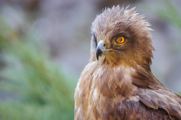 포토 JPG 해외이미지 동물 척추동물 응시 얼굴 야생동물 바다 백그라운드 자연 조류 생물 종류 사람없음 야외 갈색 노란색 머리 검은색 미국 자유 분노 흰색 닫기 먹이 무서움 심볼 깃털 부리 독수리 육식동물 대머리 사냥꾼 멸종 붓꽃 알래스카 고립 웅장함 포식 해외202310 해외포토 직업 헤어스타일 시선 꽃 감정 컬러 컨셉 북아메리카 모션 신체부위 생태계 파일형식