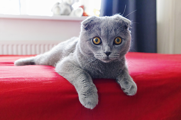 포토 JPG 해외이미지 동물 포옹 휴식 털 사람없음 반려동물 머리 고양이 회색 침대 잠 연기 편안함 담요 솜털 거짓말 총구 안락 순혈 해외202310 해외포토 컬러 가구 컨셉 포유류 안기 신체부위 감각 파일형식