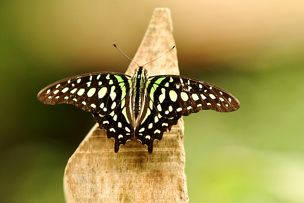 포토 JPG 해외이미지 식물 동물 야생동물 컬러 나비 곤충 잎 날개 자연 종류 사람없음 초록색 컬러풀 뷰티 노란색 정원 검은색 벌레 묘사 만족 싱글 생물학 꼬리 슛 나방 내추럴 동물상 이국적 해외202310 해외포토 교육 감정 조형물 생태계 파일형식