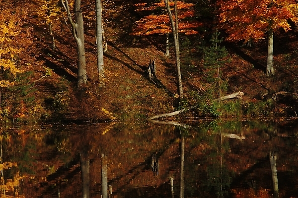 포토 JPG 해외이미지 나무 계절 공원 호수 컬러 여행 백그라운드 잎 캐나다 오렌지 자연 아침 산 사람없음 야외 목재 빨간색 초록색 물 빛 강 컬러풀 뷰티 반사 노란색 평화 일출 환경 맑음 침묵 일몰 연못 황무지 황금 숲 10월 내추럴 해외202310 해외포토 주간 자연요소 식물 공공시설 컨셉 북아메리카 과일 재료 날씨 노을 소리 날짜 생태계 파일형식