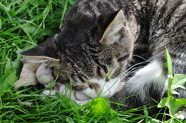 포토 JPG 해외이미지 동물 응시 공원 장난 발 자연 휴식 수염 털 잔디 사람없음 야외 초록색 반려동물 뷰티 머리 정원 고양이 꿈 코트 잠 얼룩 정상 매끈함 작음 얼룩무늬 조립 거짓말 인기 총구 특별함 해외202310 해외포토 식물 시선 공공시설 컬러 컨셉 무늬 포유류 신체부위 외투 감각 크기 생태계 파일형식